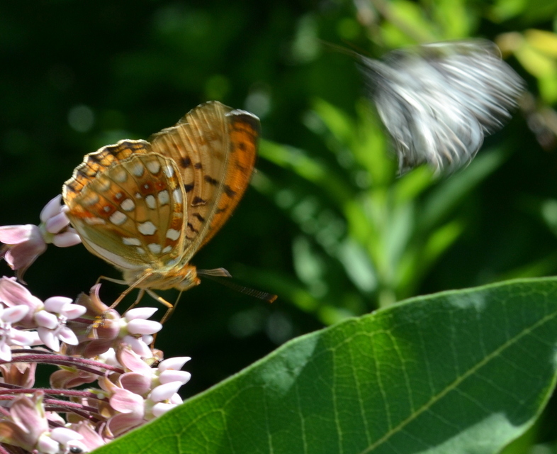 Argynnis adippe - ezüstös gyöngyházlepke