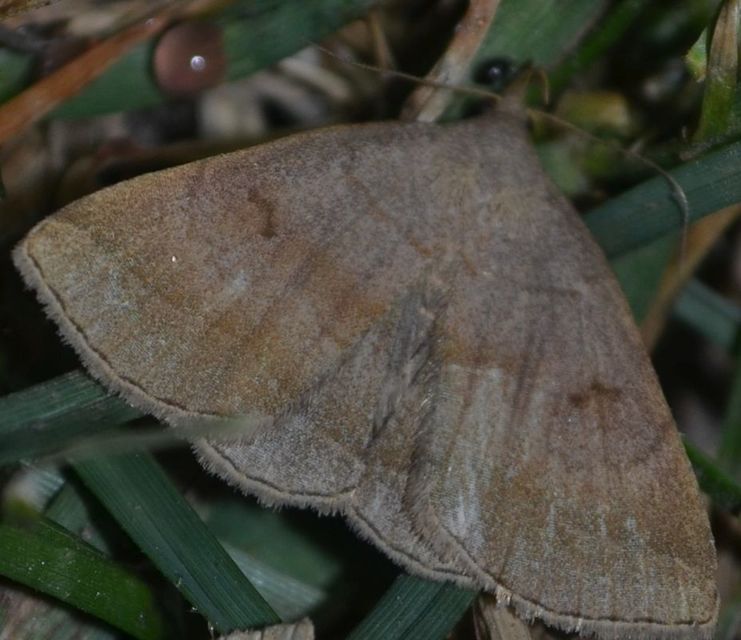 Zanclognatha lunalis - pelyheslábú karcsúbagoly