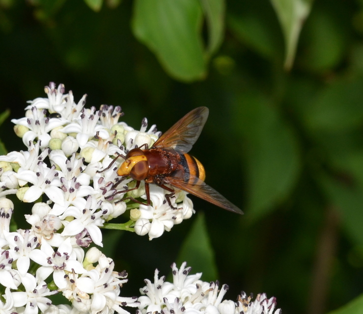 Volucella zonaria - kétöves pihelégy