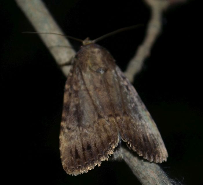 Amphipyra berbera/pyramidea