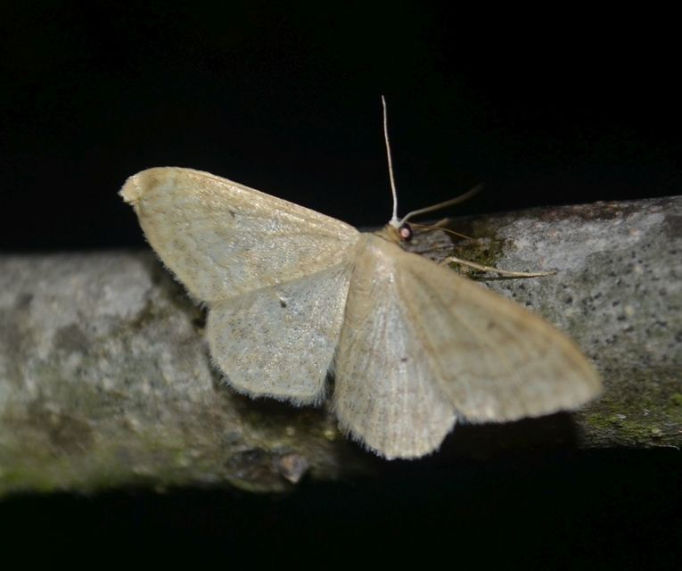 Idaea deversaria - egyszínű sávosaraszoló