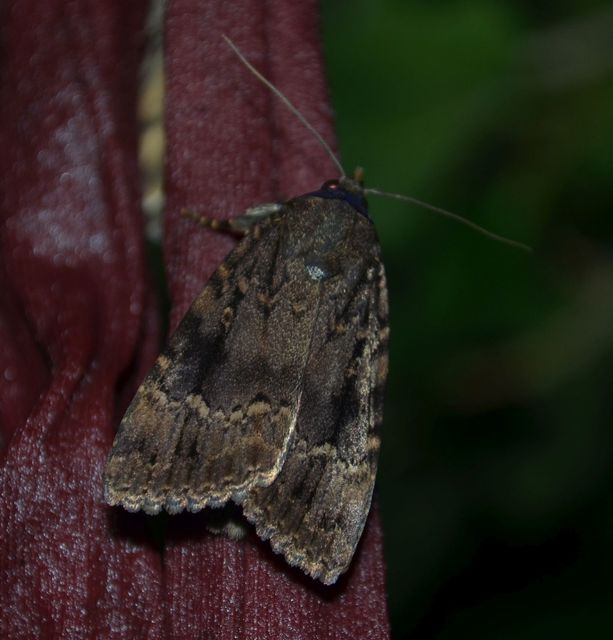 Amphipyra berbera/pyramidea