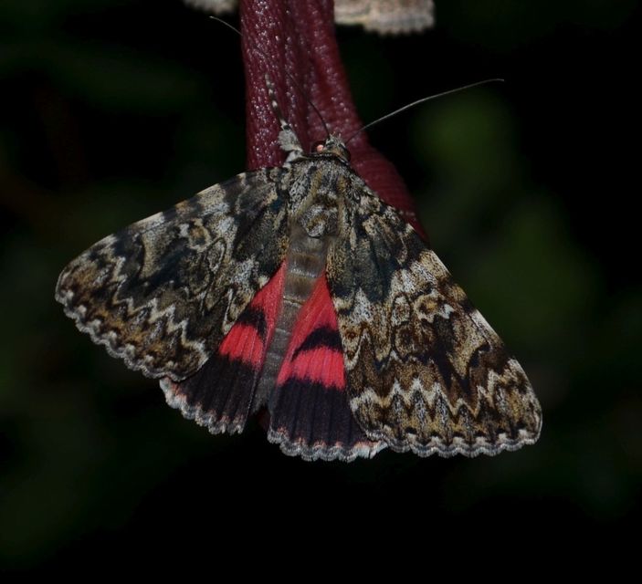 Catocala promissa - kis tölgyfa-övesbagoly