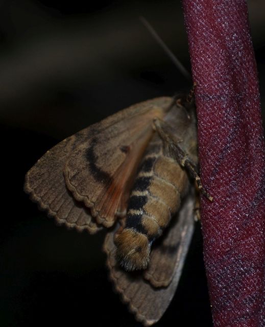 Amphipyra berbera/pyramidea