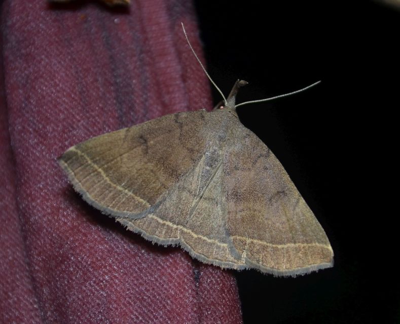 Pechipogo plumigeralis - tollascsápú karcsúbagoly