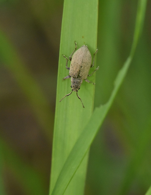 Phyllobius thalassinus - tömpeorrú levélormányos