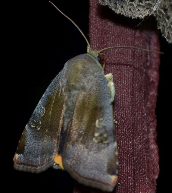 Noctua janthe/janthina