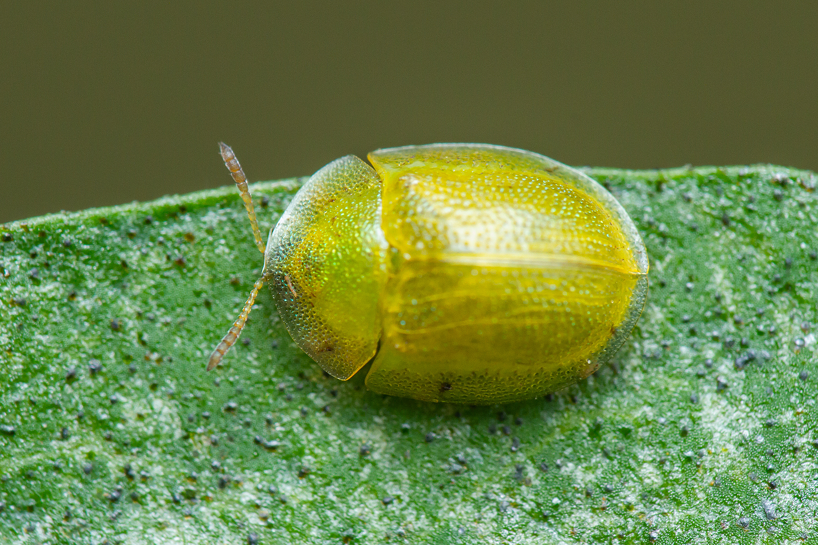 Cassida hemisphaerica - gömbölyded pajzsbogár
