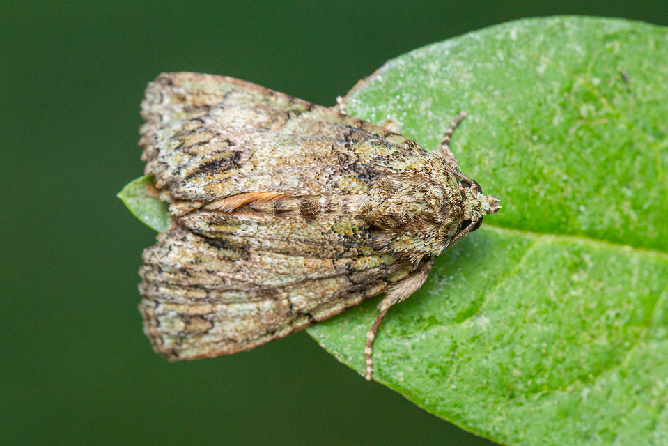 Polyphaenis sericata - selyemfényű erdeibagoly