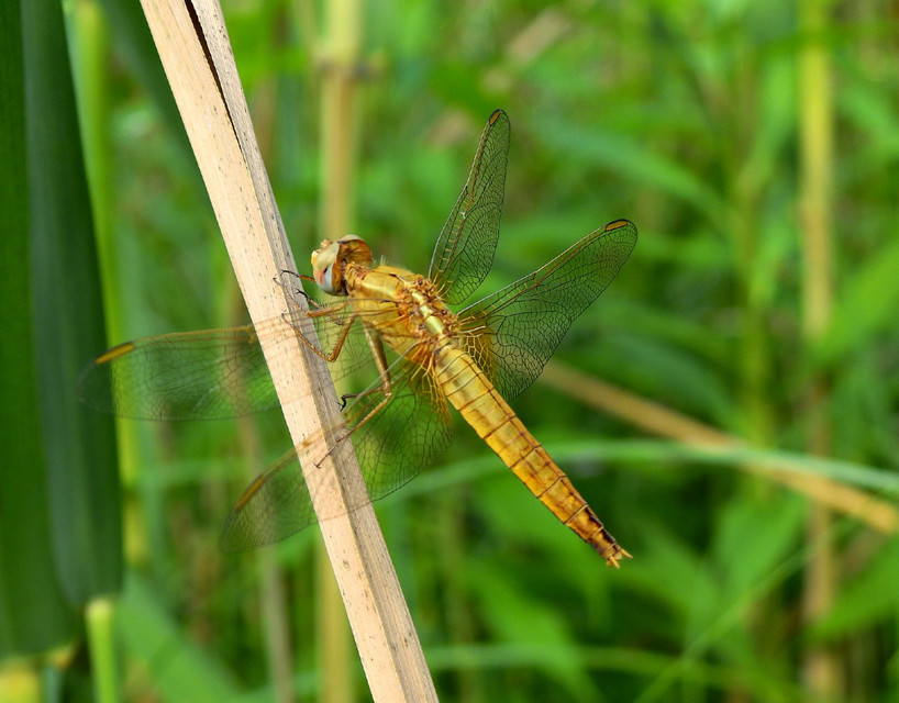 Crocothemis erythraea - skarlát szitakötő
