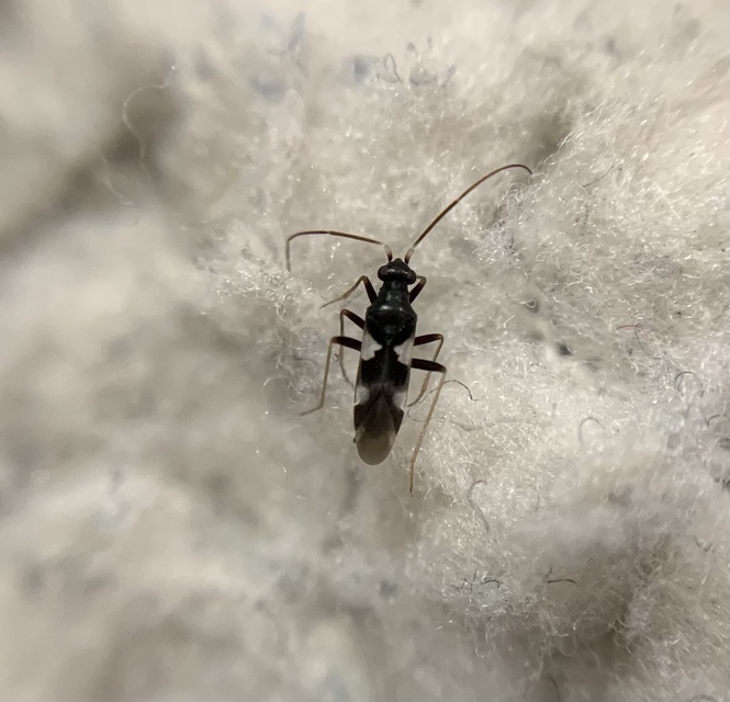 Omphalonotus quadriguttatus