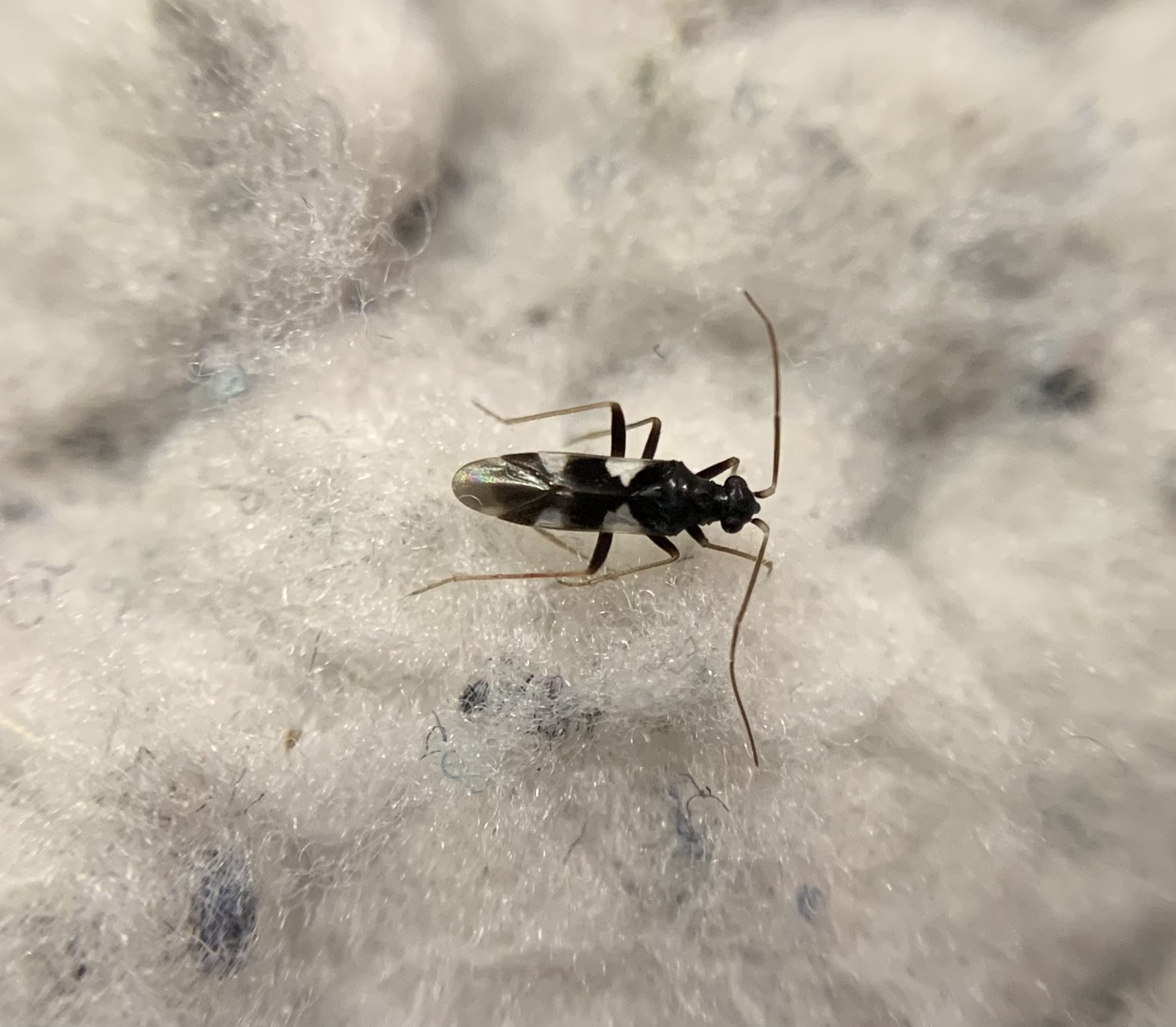 Omphalonotus quadriguttatus