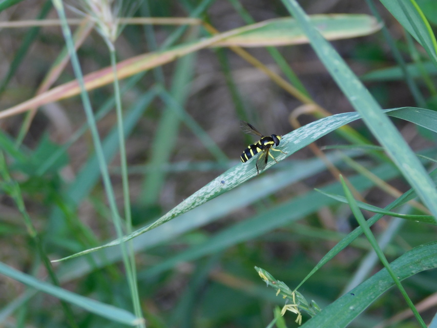 Xanthogramma pedissequum - gyakori oldalsávoslégy