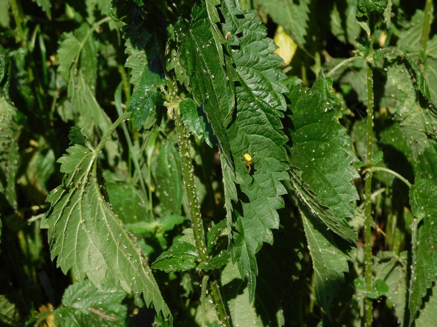 Araniella