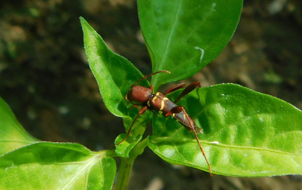 Neoclytus acuminatus - amerikai darázscincér