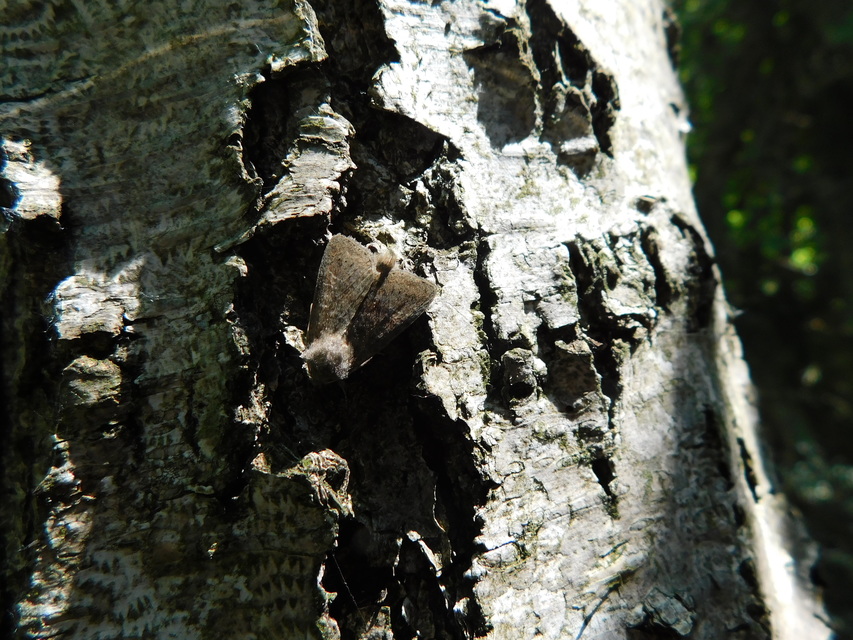 Parastichtis suspecta - sötét erdeibagoly