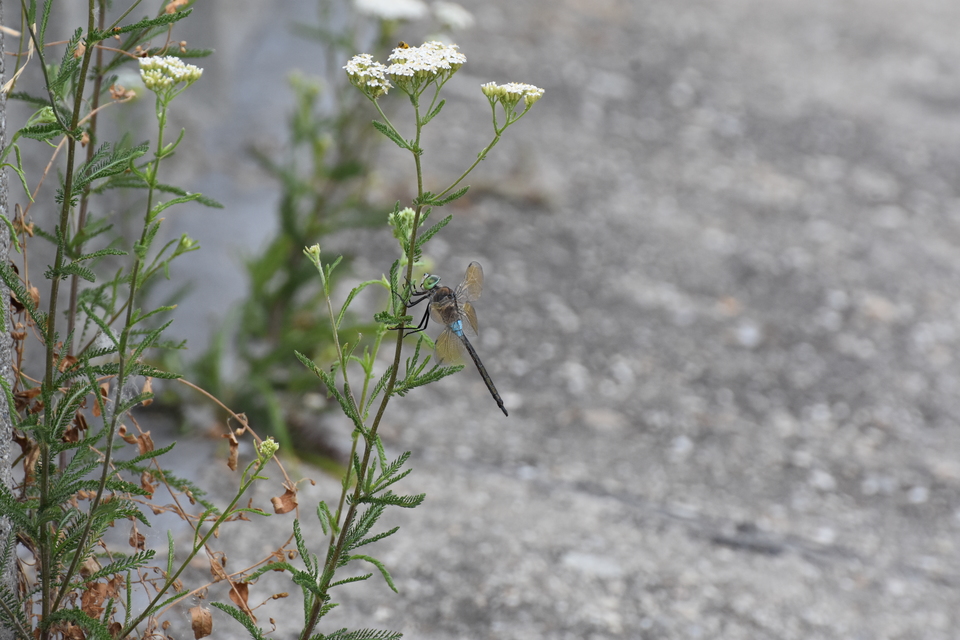 Anax parthenope - barna óriásacsa