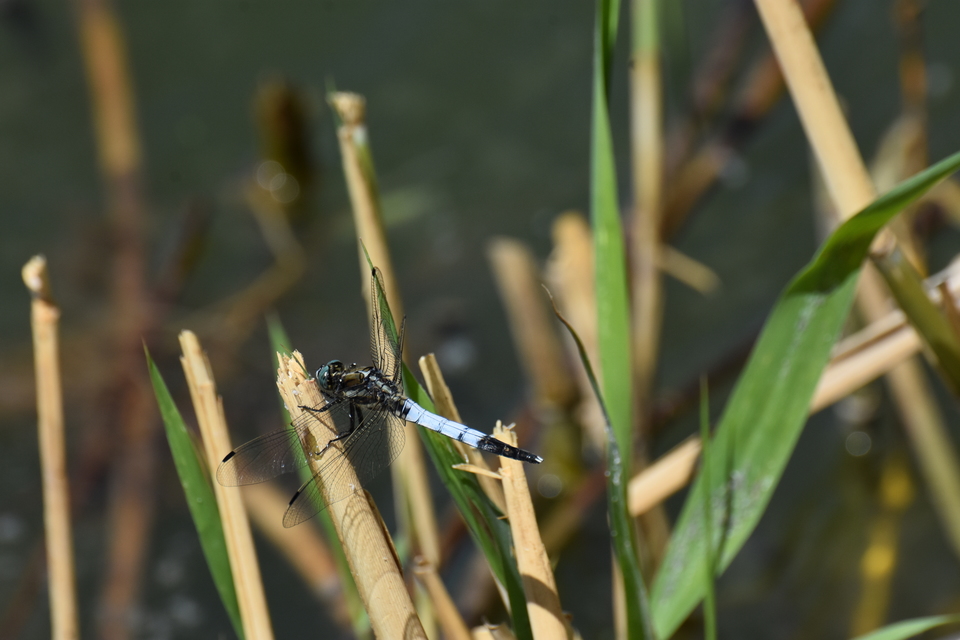 Orthetrum albistylum - fehérfarkú pásztorszitakötő