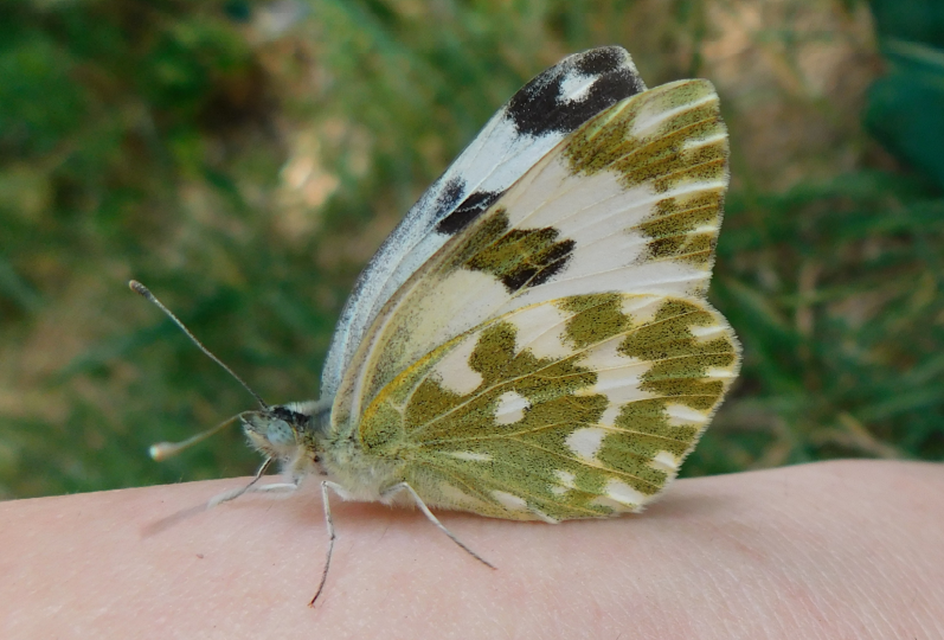 Pontia edusa - rezedalepke