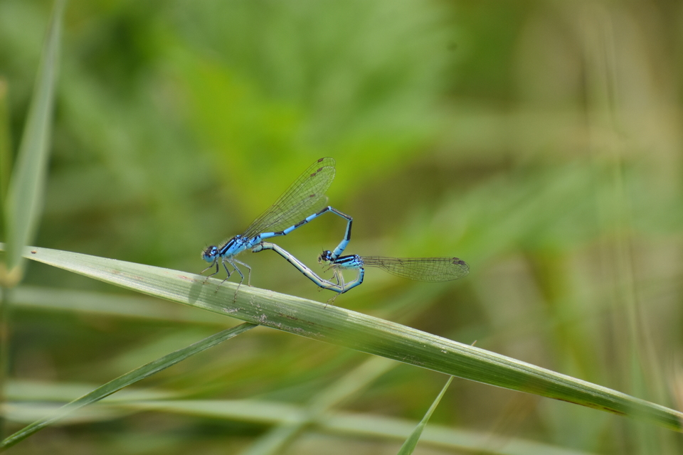 Coenagrion scitulum - mediterrán légivadász