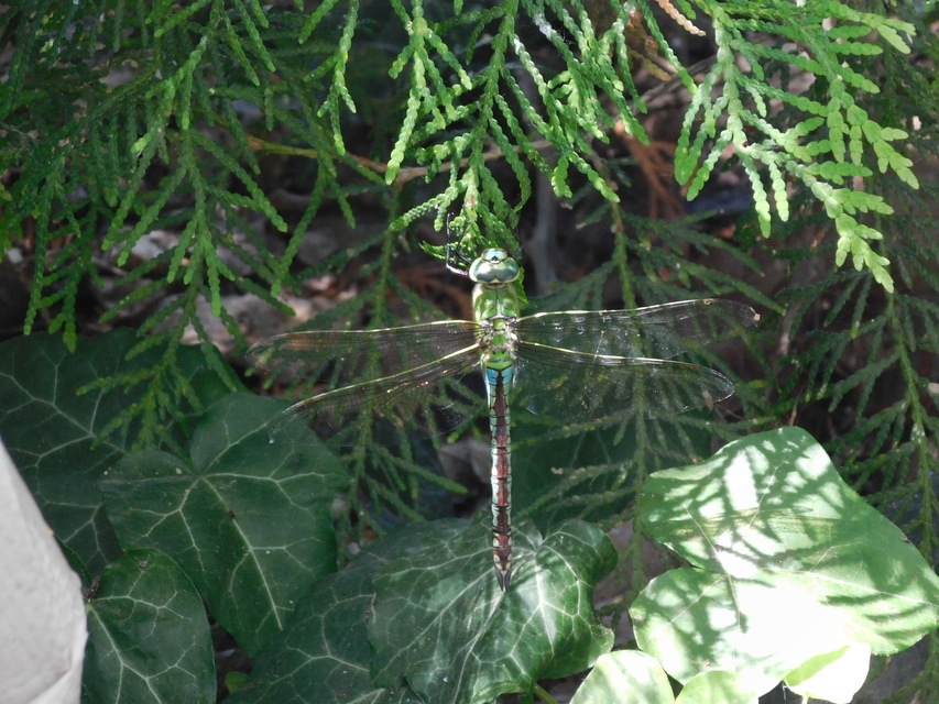 Anax imperator - zöld óriásacsa