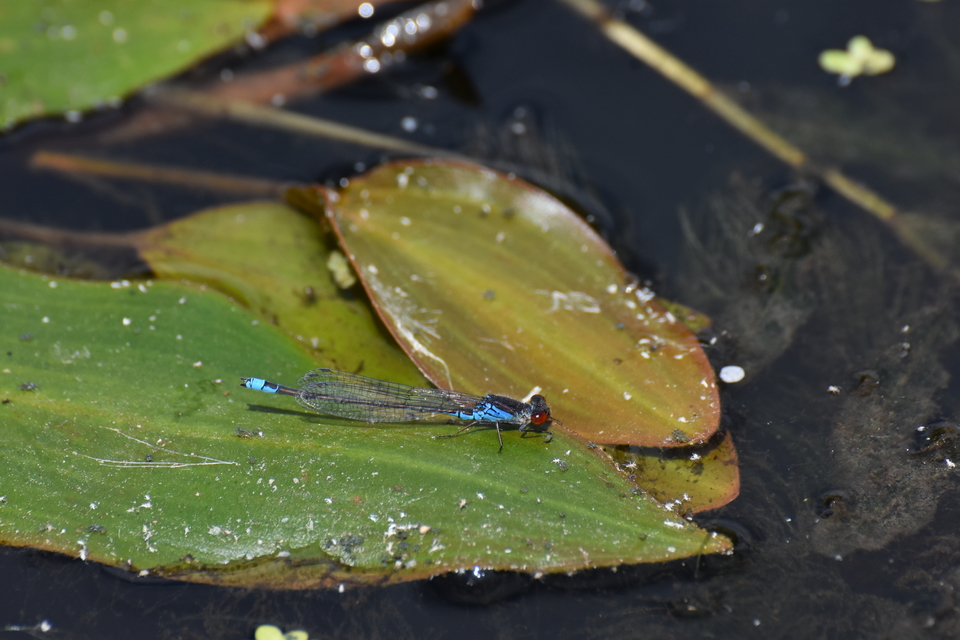 Erythromma viridulum - kis pirosszemű-légivadász