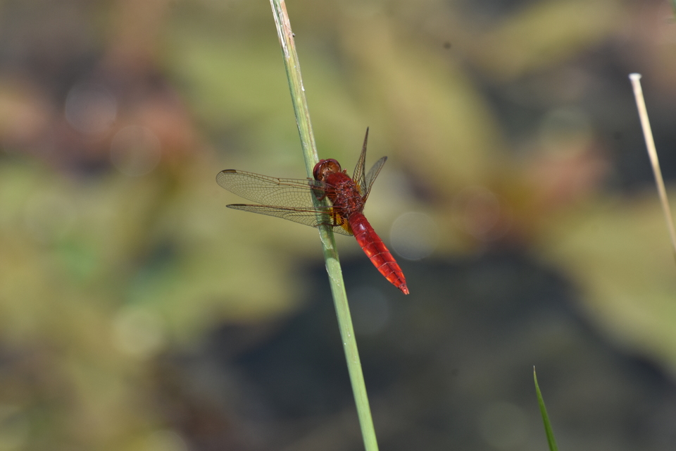 Crocothemis erythraea - skarlát szitakötő