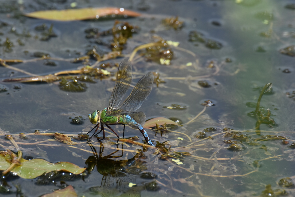 Anax imperator - zöld óriásacsa