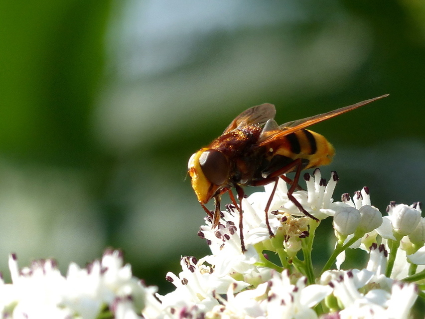 Volucella zonaria - kétöves pihelégy