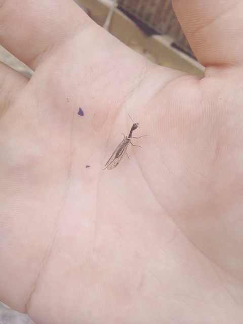 Raphidioptera - Tevenyakú-fátyolkák