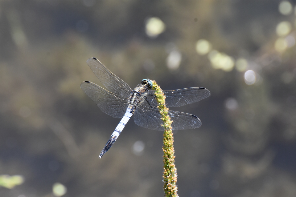 Orthetrum albistylum - fehérfarkú pásztorszitakötő