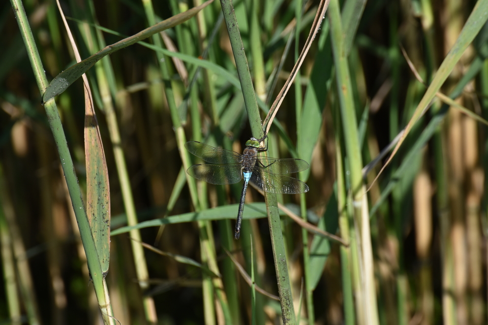 Anax parthenope - barna óriásacsa