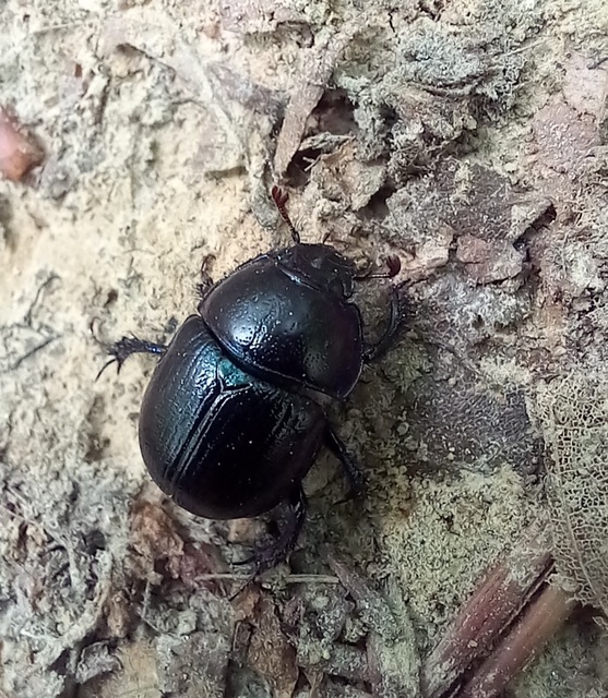 Anoplotrupes stercorosus - erdei álganéjtúró
