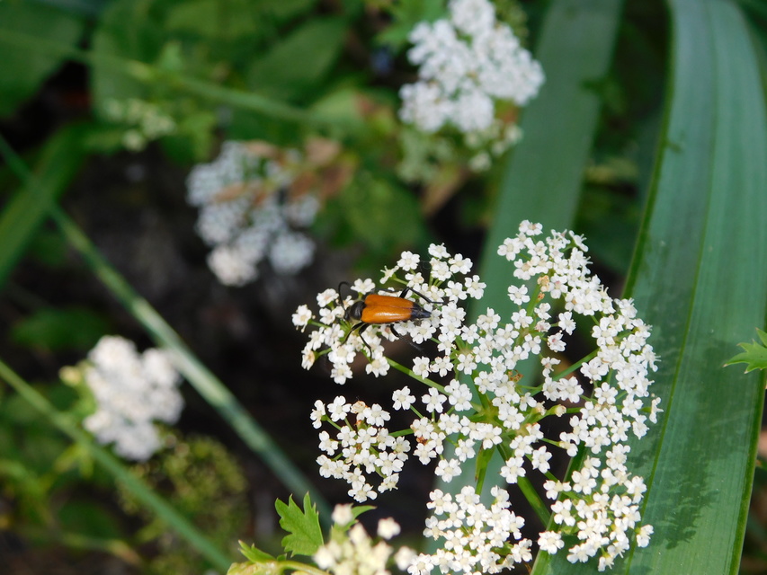 Stictoleptura fulva - vörhenyes virágcincér