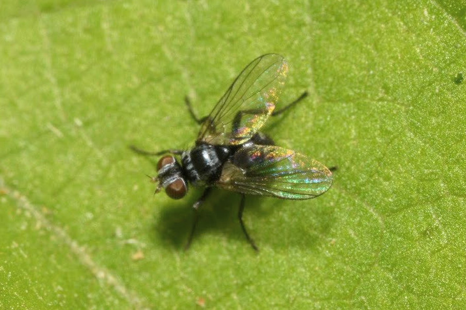 Microsoma exiguum