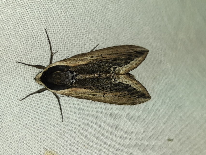 Sphinx ligustri - fagyalszender
