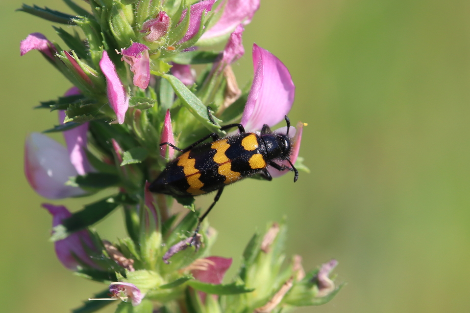 Mylabris variabilis - szalagos hólyaghúzó Mylabris variabilis - szalagos hólyaghúzó
