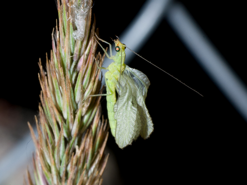 Chrysopidae - zöldfátyolkák