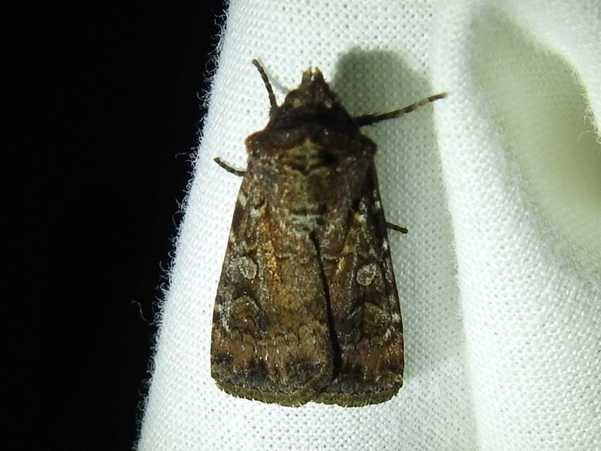 Euxoa tritici/nigrofusca/eruta