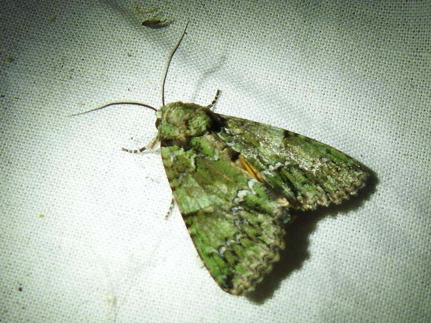 Polyphaenis sericata - selyemfényű erdeibagoly