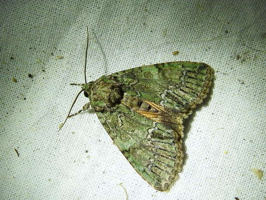 Polyphaenis sericata - selyemfényű erdeibagoly