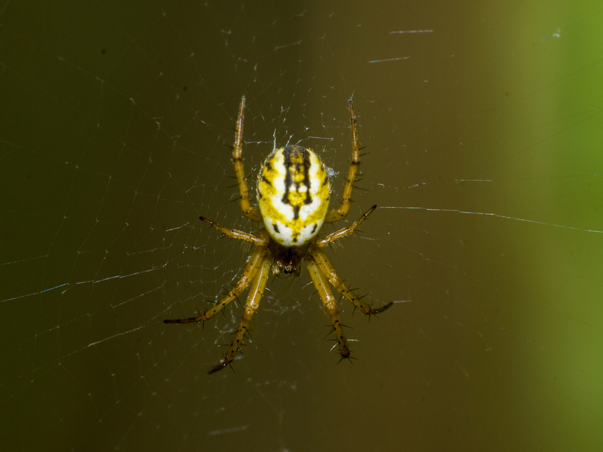 Mangora acalypha - réti keresztespók