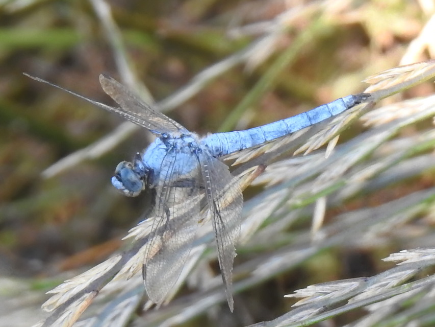 Orthetrum brunneum - pataki pásztorszitakötő