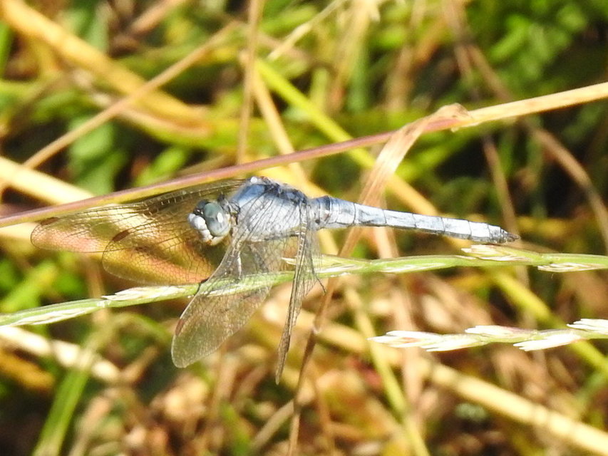 Orthetrum brunneum - pataki pásztorszitakötő