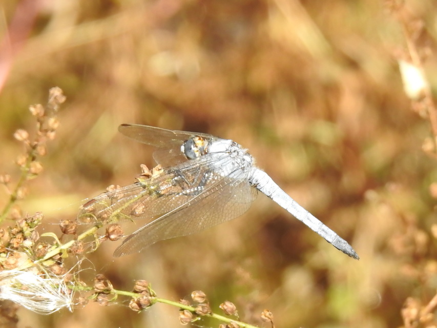 Orthetrum brunneum - pataki pásztorszitakötő