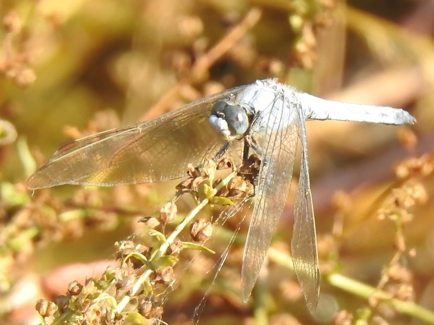 Orthetrum brunneum - pataki pásztorszitakötő