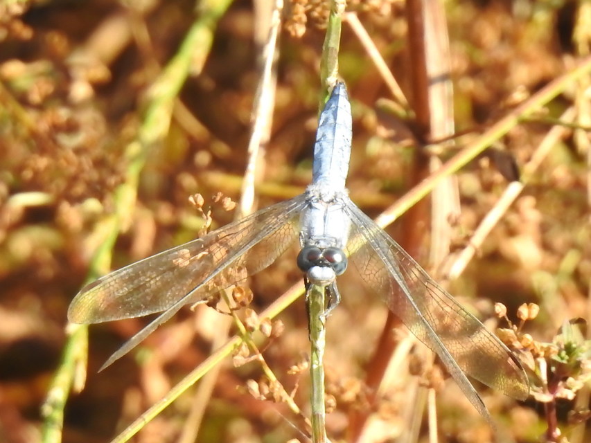 Orthetrum brunneum - pataki pásztorszitakötő