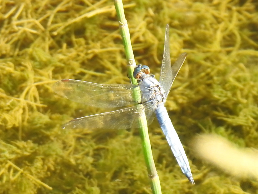 Orthetrum brunneum - pataki pásztorszitakötő