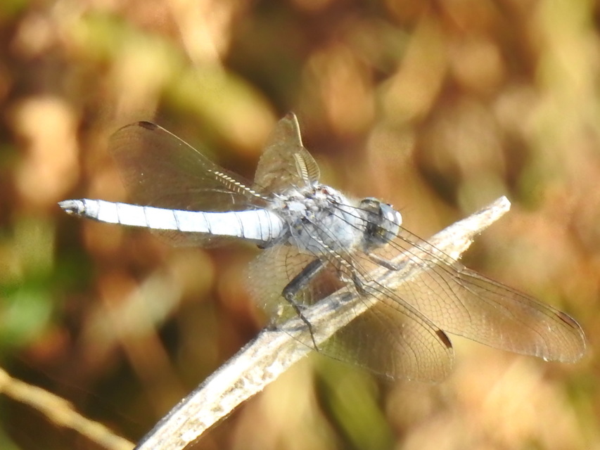 Orthetrum brunneum - pataki pásztorszitakötő