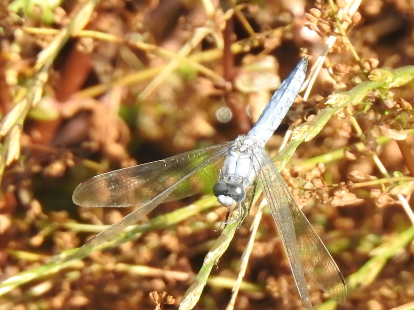 Orthetrum brunneum - pataki pásztorszitakötő